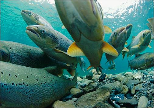 Marine Harvest har blitt ilagt bot