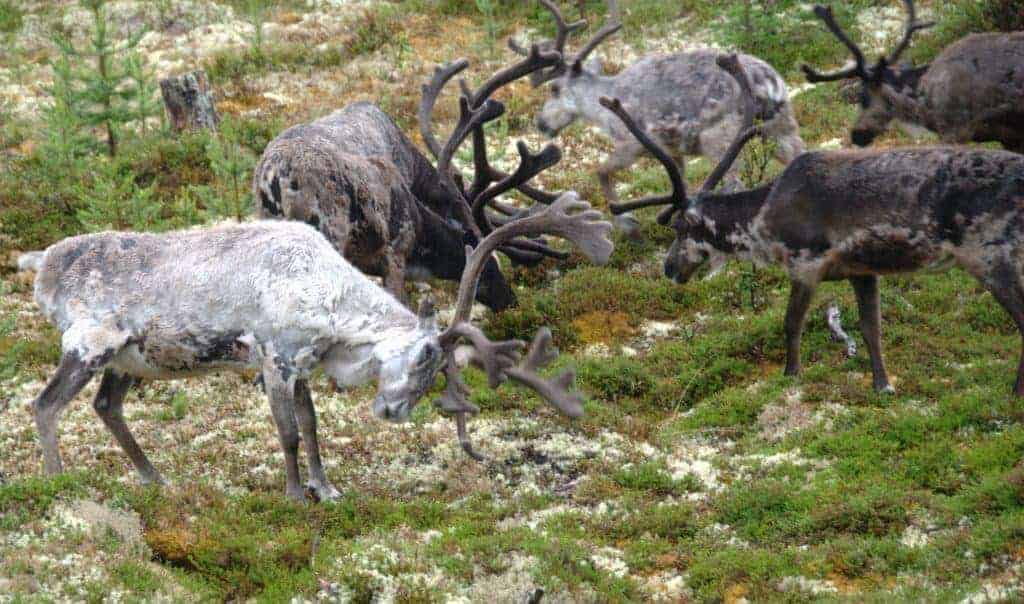 Lite naturlig mat til reinsdyr