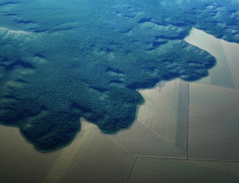 GMO-tillatelser bidrar til avskoging av Amazonas