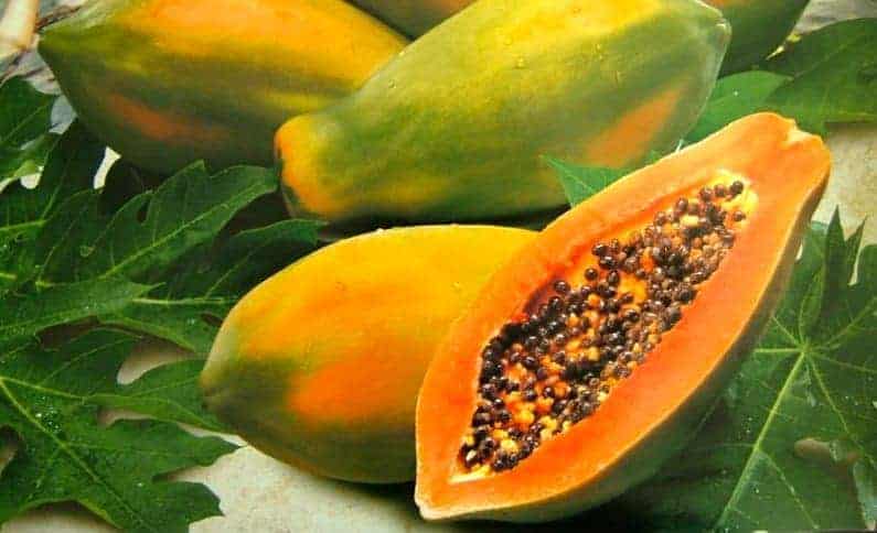 Papaya genmodifisert for tilfeldig resistens mot PRSV virus