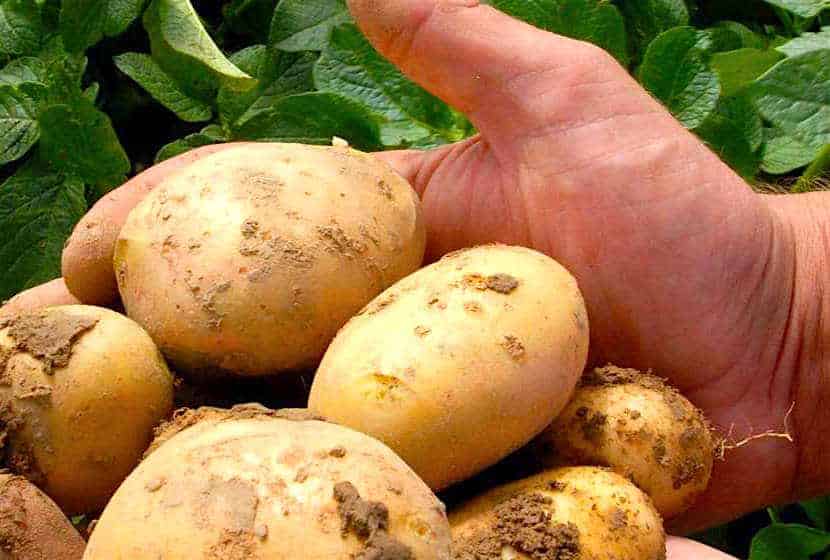 The potato with antibiotic resistance“/></a></div><div data-s3cid=