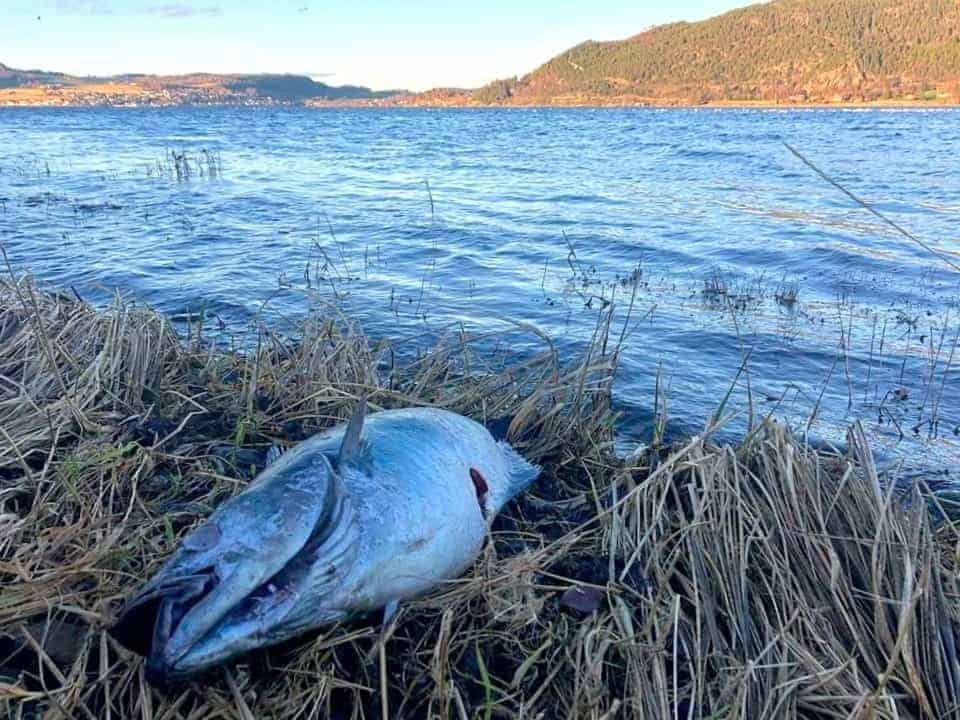 Norges Miljøvernforbund anmelder ulovlig dumping av bifangst