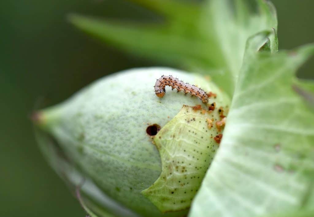 GMO-bomull kan drepe