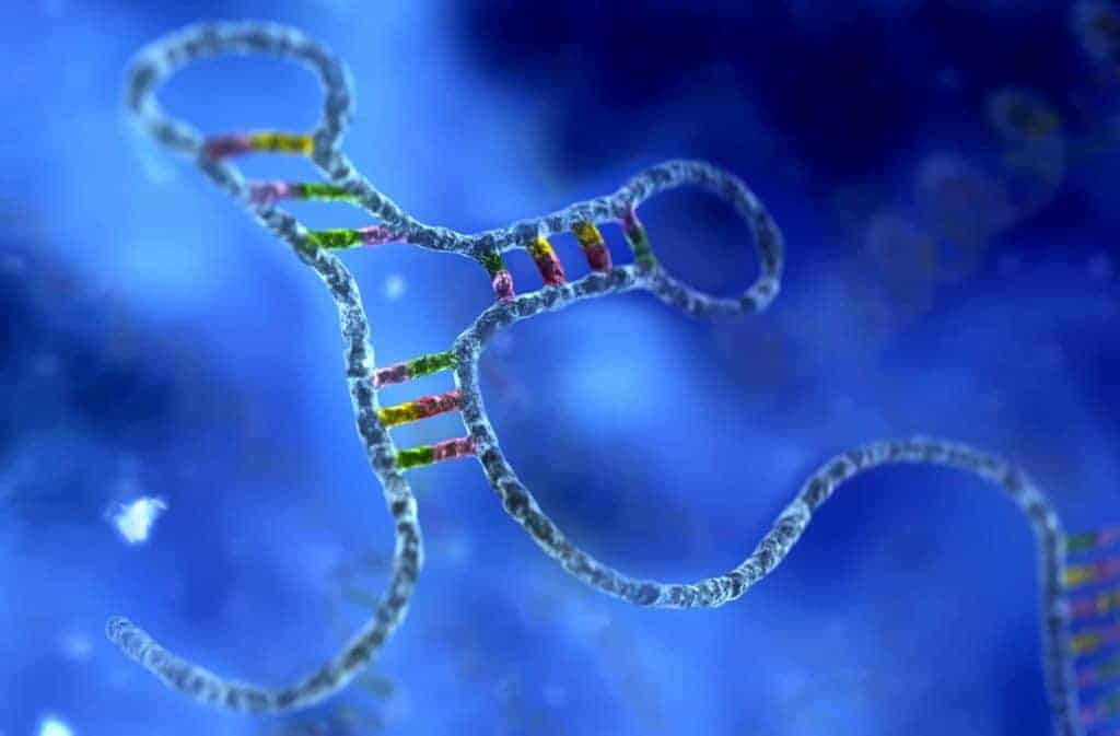 GMO RNAi i matplanter