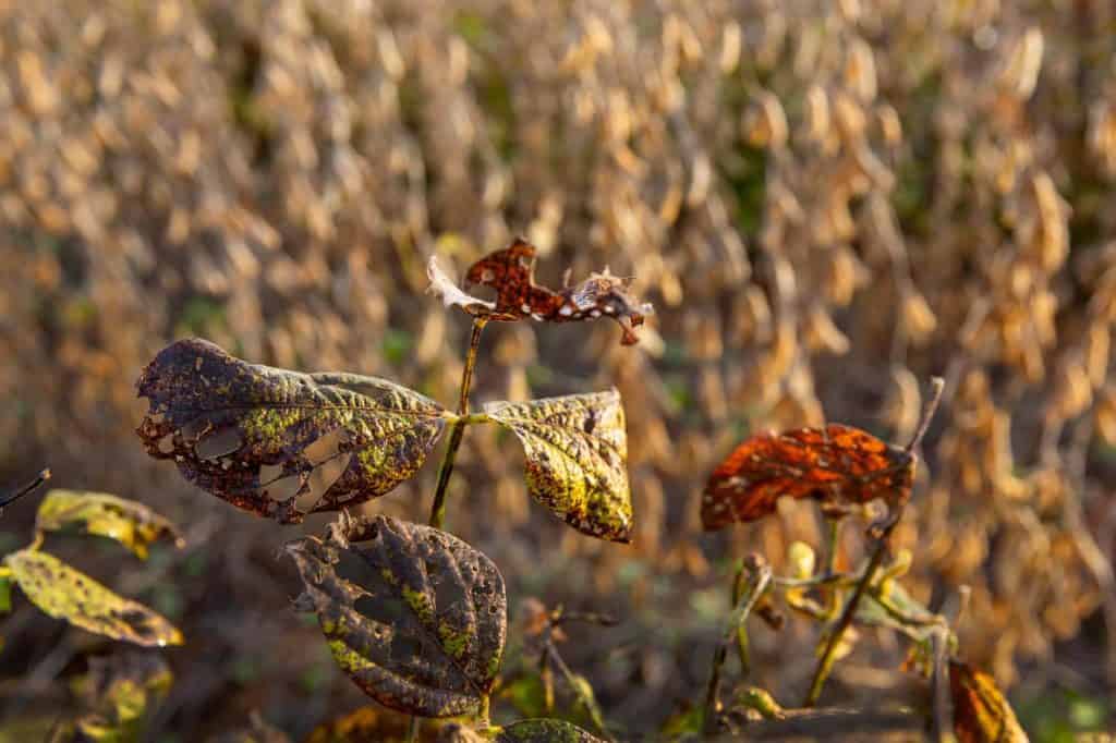 Dicamba evaporation: a chronic problem“/></a></div><div data-s3cid=