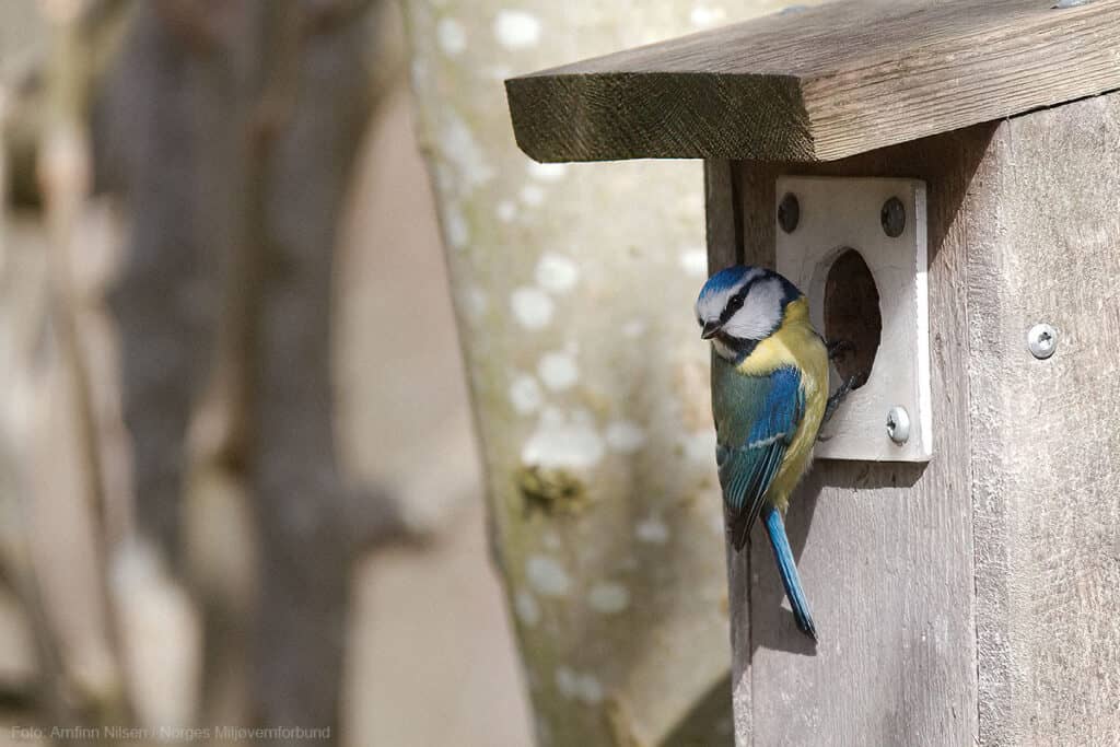 Miljøvennlig krigføring mot insekter!